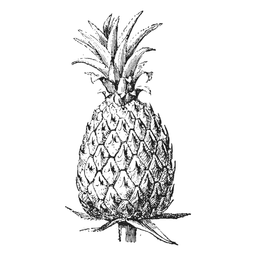 Black and white vintage illustration of a whole pineapple with spiky leaves on top and textured skin, drawn in a detailed, hand-sketched style.