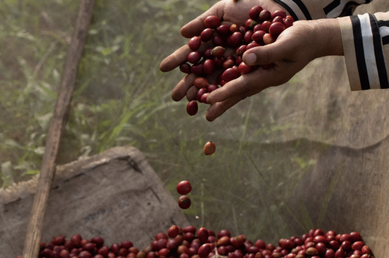 History of Hawaiian Coffee Blog Post Coffee Cherry Image